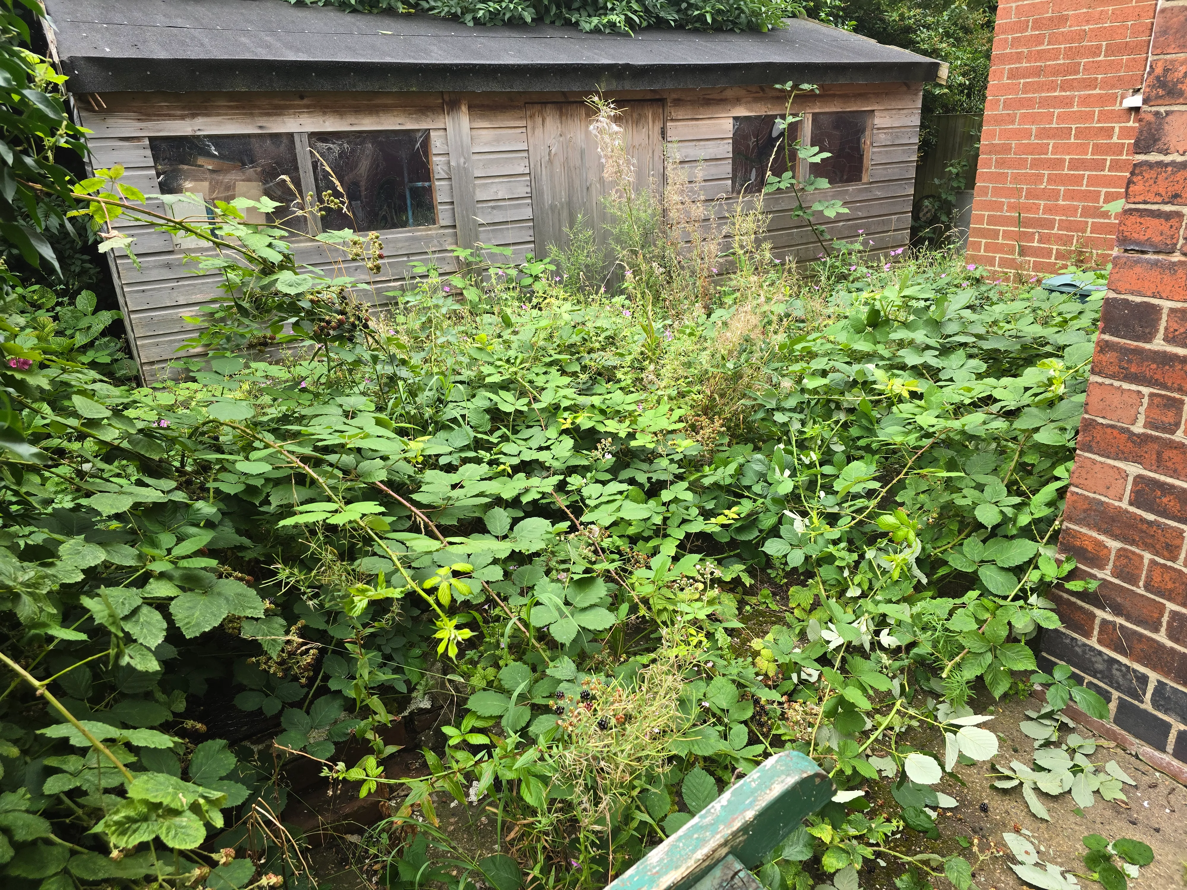 Before - Garden Clearance